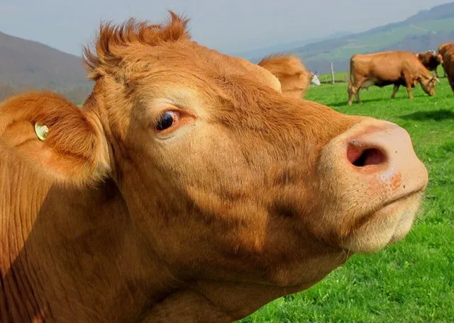 Royal Dick looks for Veterinary School Assessment Software