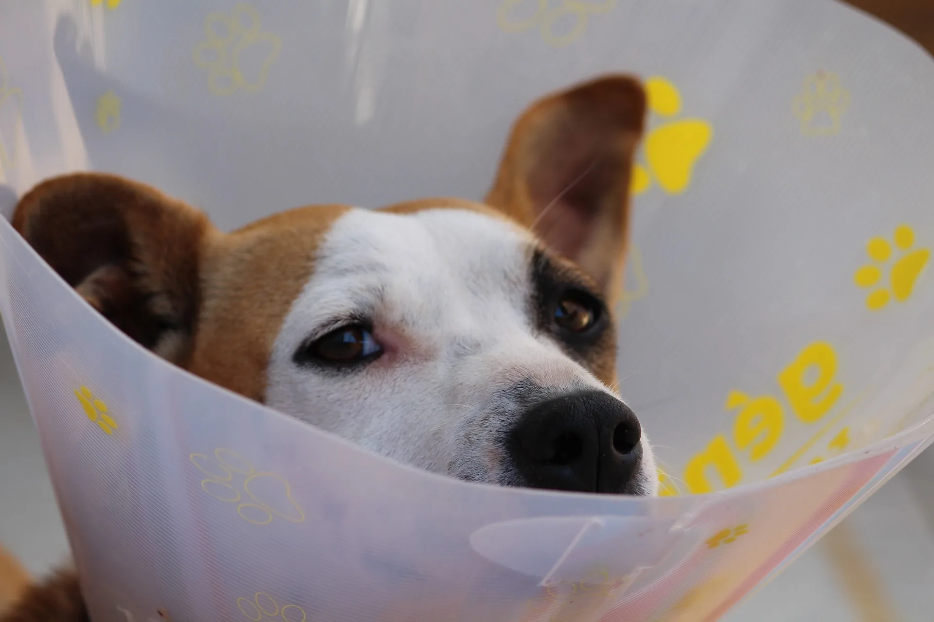 How to free-up time when preparing and running veterinary exams