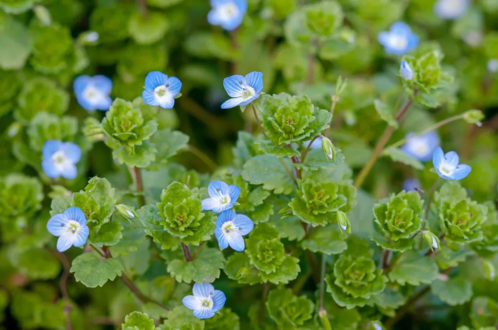 flower example